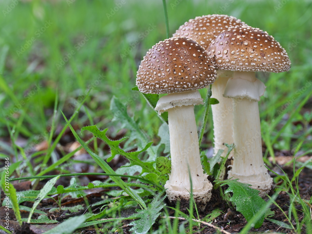 Fototapeta premium Tokyo, Japan - June 29, 2026: Closeup of Young Amanita muscaria or panther cap