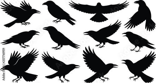 Foto Crow Bird Black Silhouette Collection with Flying and Perched Raven Vector Set