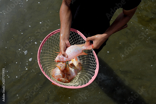 Red Tilapia Harvest in Aquaculture Pond – Freshwater Fish Farming, Sustainable Aquaculture and Commercial Fish Production