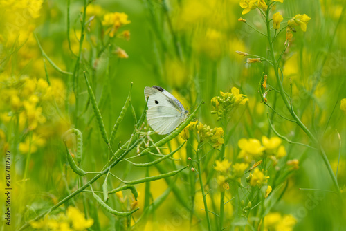 White cabbage butterfly resting on canola seed pod in spring fie