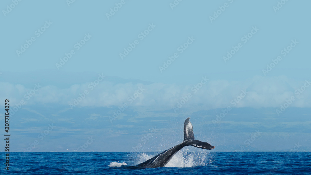 Obraz premium Whale in ocean desktop wallpaper