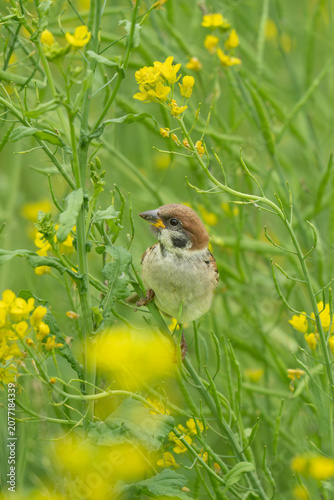 Small bird perched among yellow rapeseed flowers in spring