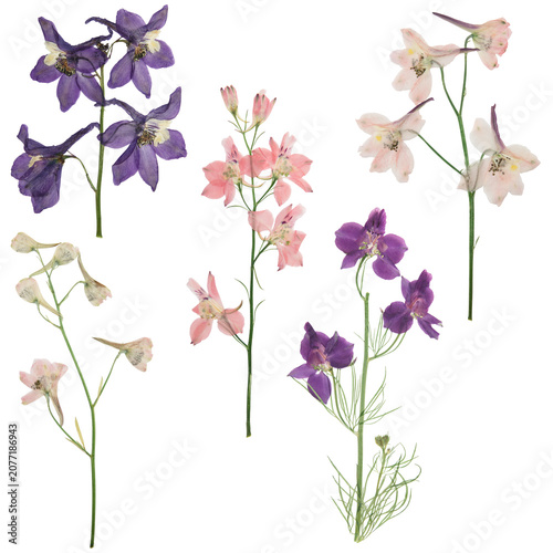 Herbarium. Set of pressed delphinium flowers. Digital herbarium, scrapbooking. Delphinium flowers, isolated on white.