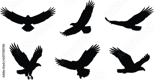 Quadro su tela Silhouettes of eagles in flight and perched, majestic birds of prey
