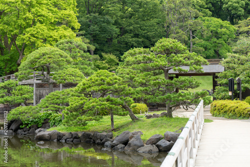 Japanese garden pond with pine trees