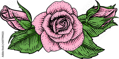 A rose flower woodcut illus...