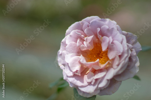Tableau sur toile Dusty pink rose flower with yellow stamens in soft focus