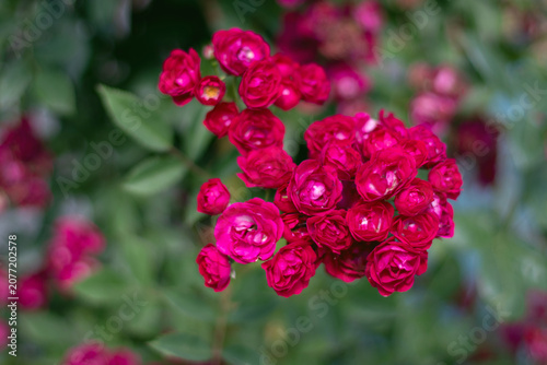 Canvas-taulu Clusters of red purple rambler rose flowers in full bloom