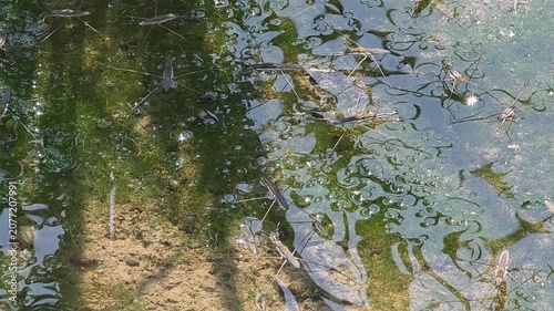 
4k.Group of Water Striders (Pond Skaters) Gliding on the Calm Water Surface of a Pond, Macro Wildlife Shot #002

 