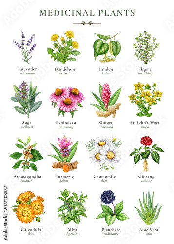 Medicinal plants clipart featuring apothecary herbs used in traditional treatment and natural wellness. Hand painted watercolor botanical set for packaging, educational materials and herbal branding.
