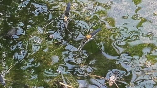 
4k.Group of Water Striders (Pond Skaters) Gliding on the Calm Water Surface of a Pond, Macro Wildlife Shot #003

 