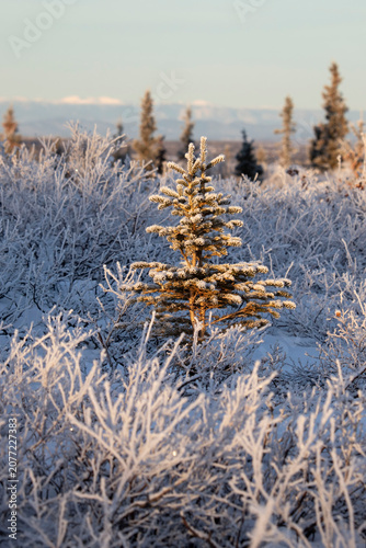 Ice crystals on tree