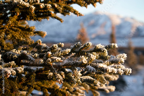 Ice crystals on tree
