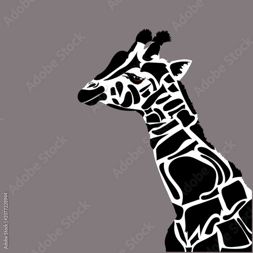 Giraffe head portrait black and white vector illustration on gray background