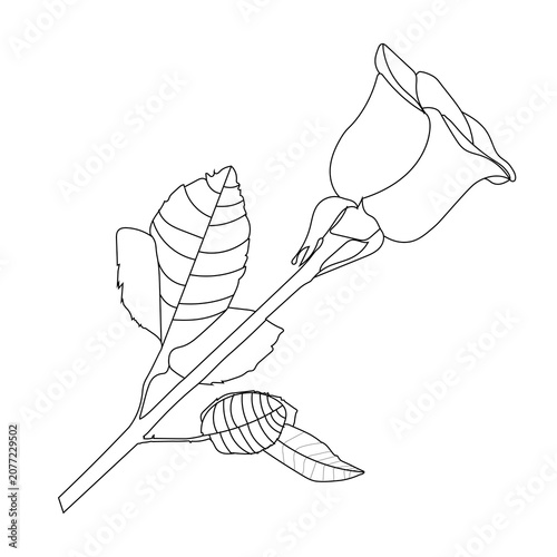 Red Rose Flower With Green Leaves Vector Illustration On Black Background