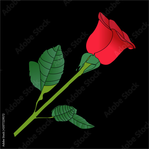 Red Rose Flower With Green Leaves Vector Illustration On Black Background