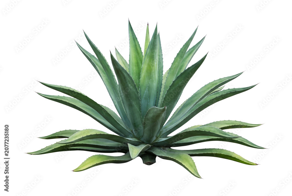 Fototapeta premium Agave Plant With Pointed Leaves On Transparent Background
