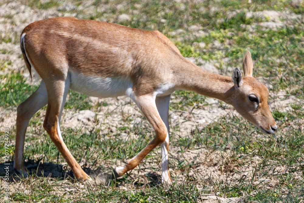 Fototapeta premium Deer grazing outdoors in grassy area