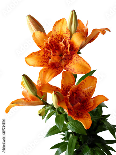 pretty orange flowers of lilies in the garden