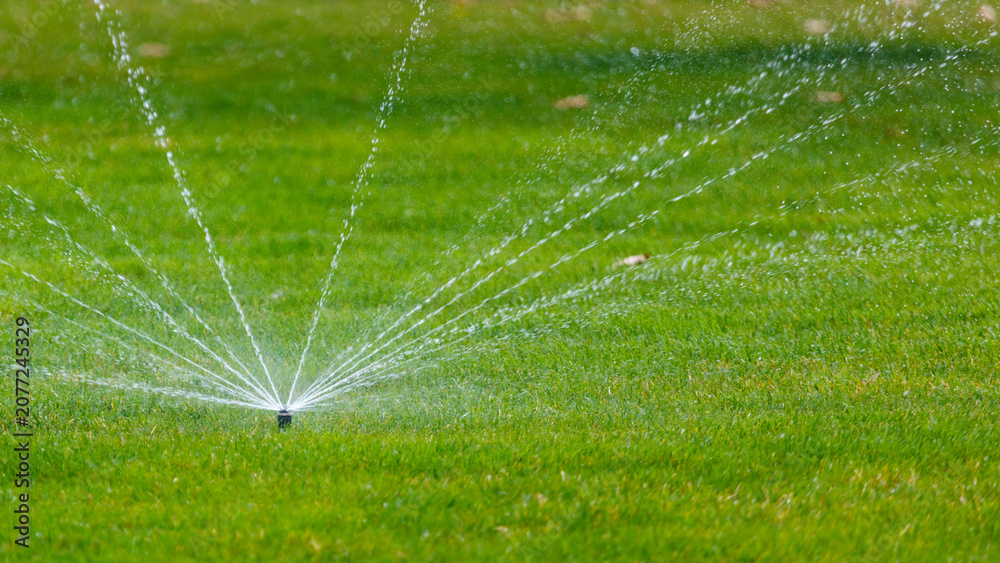 Fototapeta premium Green lawn being watered by automated sprinkler system