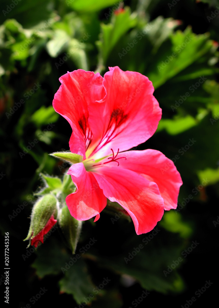 Obraz premium pink,red,white,colorful flowers of geranium potted plany close up