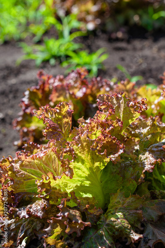 Fresh red leaf lettuce growing in a kitchen garden with vibrant burgundy frilled leaves.