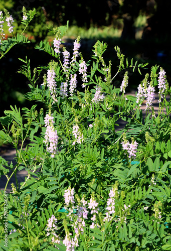 pink flowers of Galega officinalis plant close up