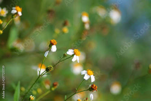 Blooming chamomile flowers field on summer day in natural green background
