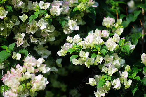 Close up beautiful blooming fresh white bougainvillea flowers branch in natural sunlight background