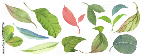 green leaves on white background