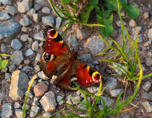 Fotografía red admiral butterfly