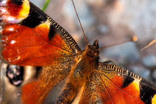фотографія red admiral butterfly
