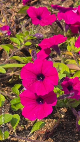 flowers in the garden