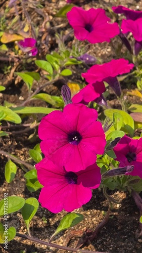 pink flowers in the garden
