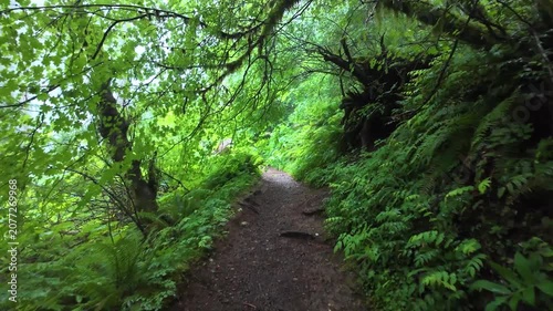 4K smooth action camera hiking footage along a dense forest trail on Saddle Mountain in Oregon's Coast Range, Pacific Northwest, USA. Ideal for nature, adventure, travel and background b-roll