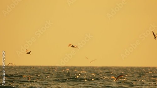 Seagulls ocean sunset golden hour silhouette birds flying over dark choppy water horizon line with vast copy space.