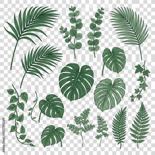 Collection of various green tropical leaves.