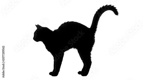 Foto Scared black cat with arched back and puffed tail