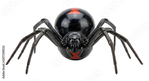 Photos Black widow spider showing red hourglass marking