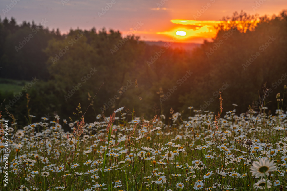 Obraz premium A fairy-tale field of chamomile on green hills, bathed in the light of the rising sun