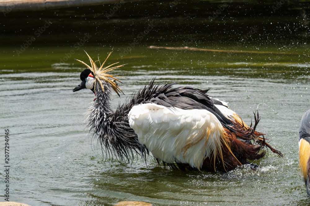 Fototapeta premium Grey crowned crane playfully splashing water in its natural habitat under bright sunny sky