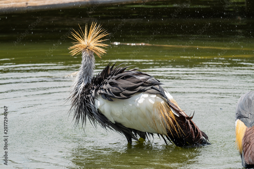 Fototapeta premium African grey crowned crane displaying unique plumage in serene water setting