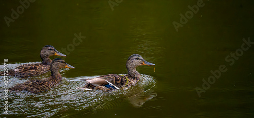 Quadro su tela duck family