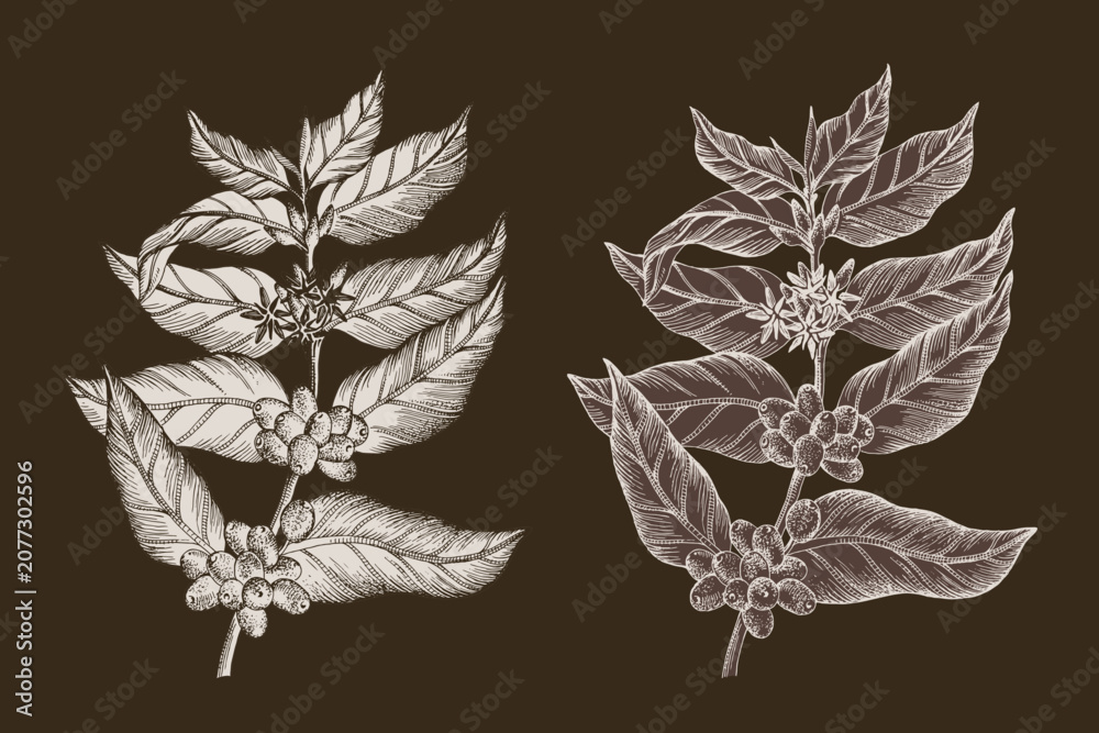 Obraz premium 2 hand drawn monochrome coffee tree branches