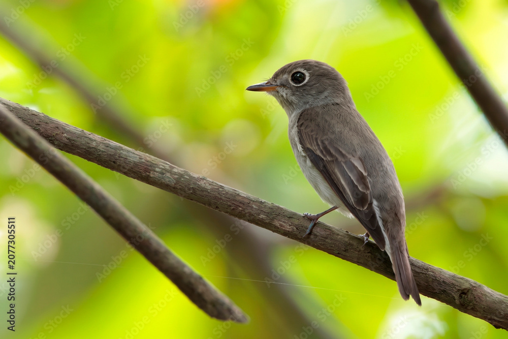 Obraz premium A small cute brown flycatcher bird is taking shelter on a branch