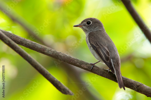 Photos A small cute brown flycatcher bird is taking shelter on a branch