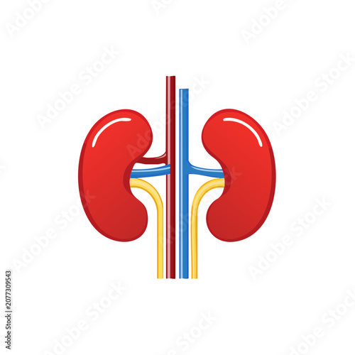 Flat vector illustration of human kidneys and blood vessels