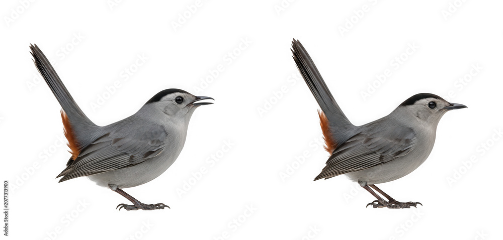 Fototapeta premium Gray catbird with black cap and rustyred undertail coverts isolated on transparent background