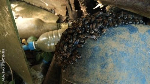 Swarm of wild honey bees nesting on a dusty blue plastic surface among discarded bottles