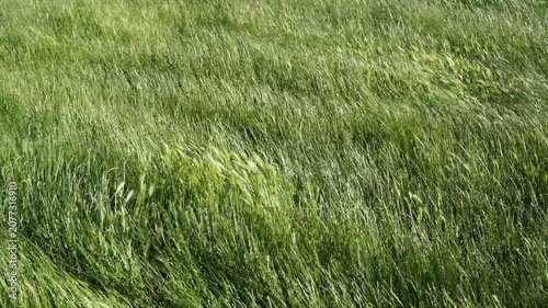 Wind blowing through green meadow grass